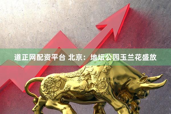 道正网配资平台 北京：地坛公园玉兰花盛放